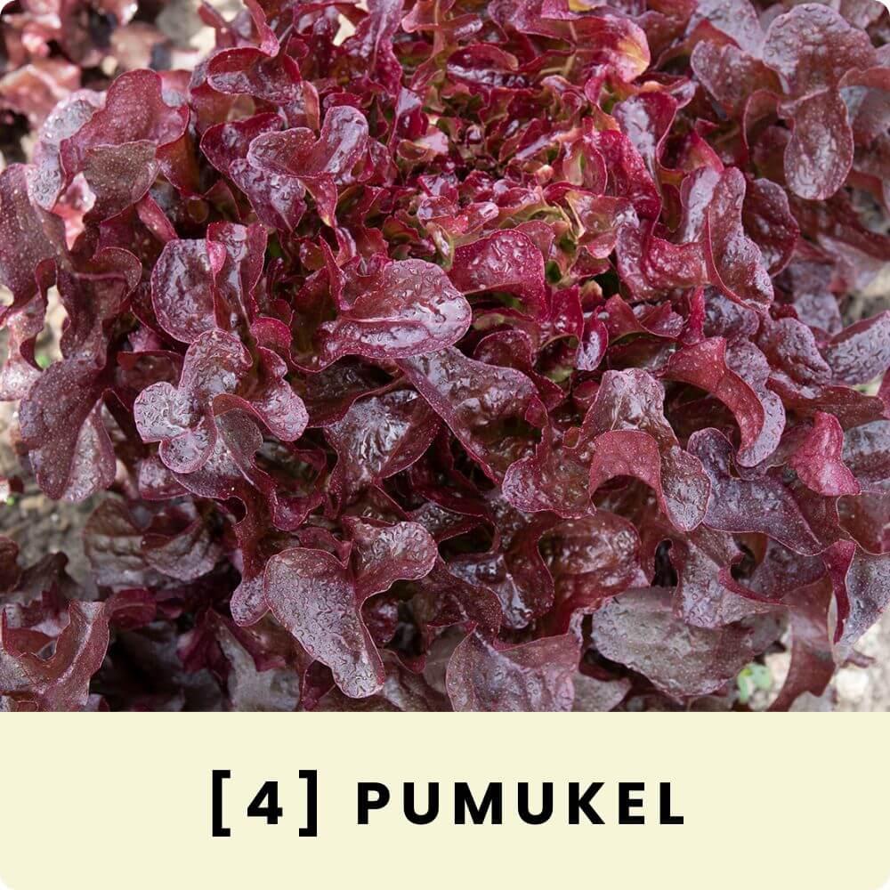 Foto des Eichblattsalates ‘Pumukel‘