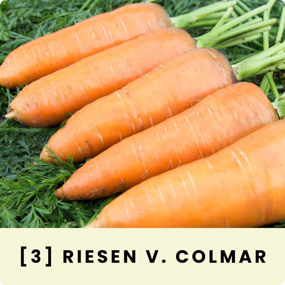 Foto von Karotten der Sorte ‘Riesen von Colmar‘