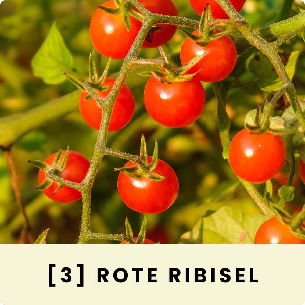 Foto der Wildtomate ‘Rote Ribisel‘