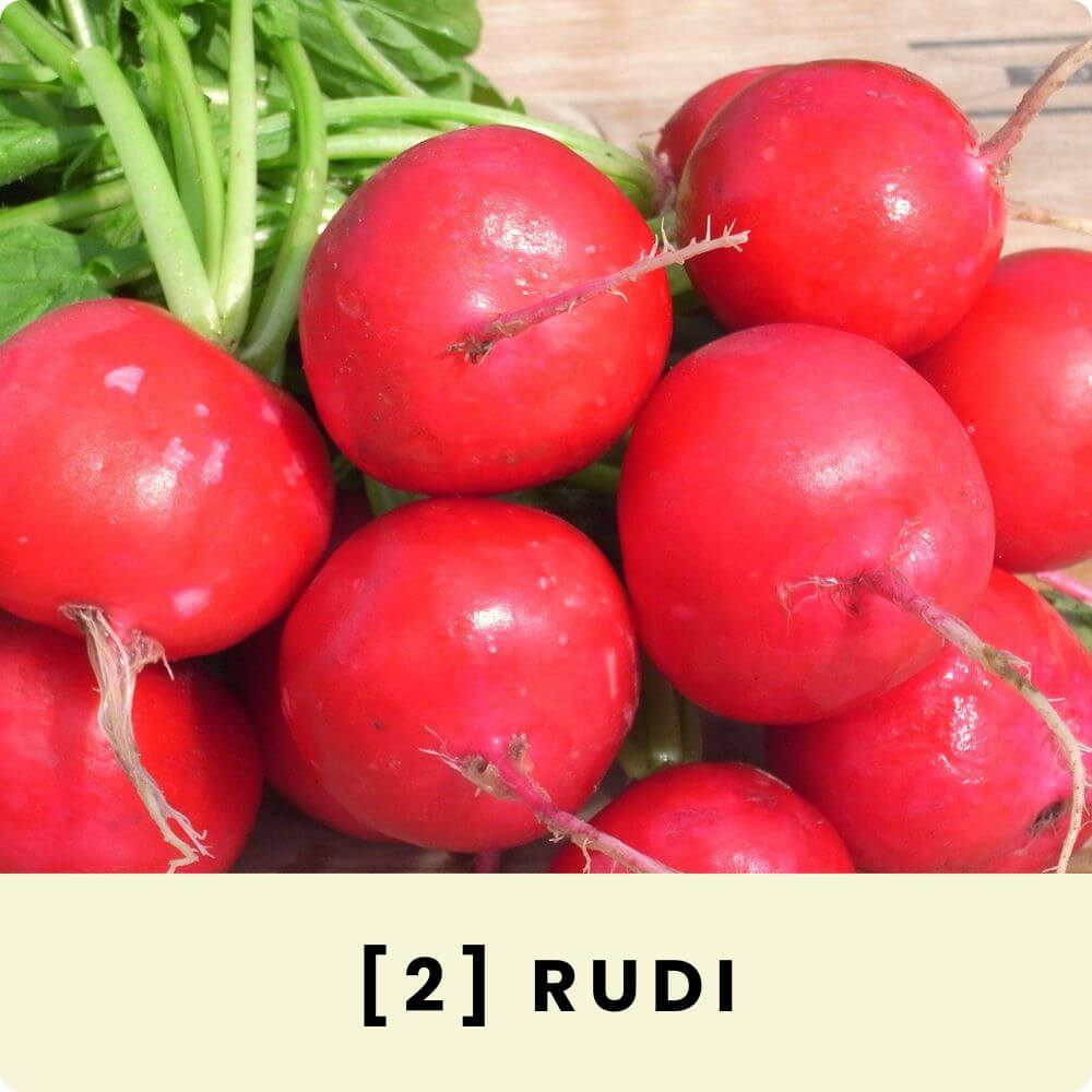 Foto von einem Bund Radieschen ‘Rudi‘
