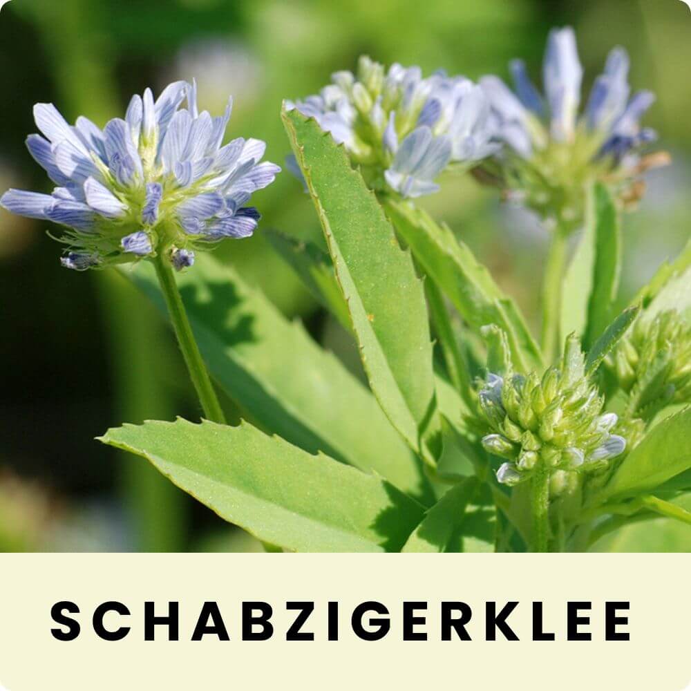 Foto von einem Schabzigerklee mit blauen Blüten