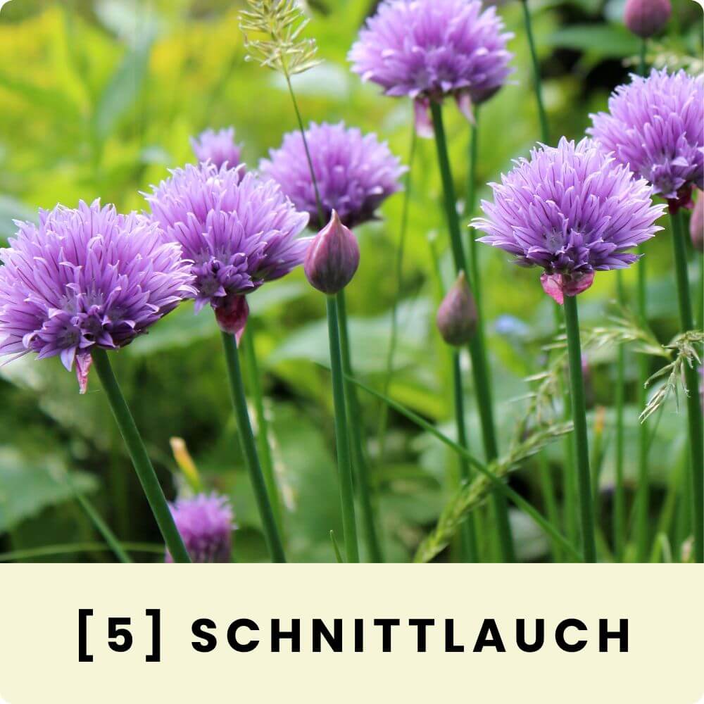 Foto einer blühenden Schnittlauchpflanze