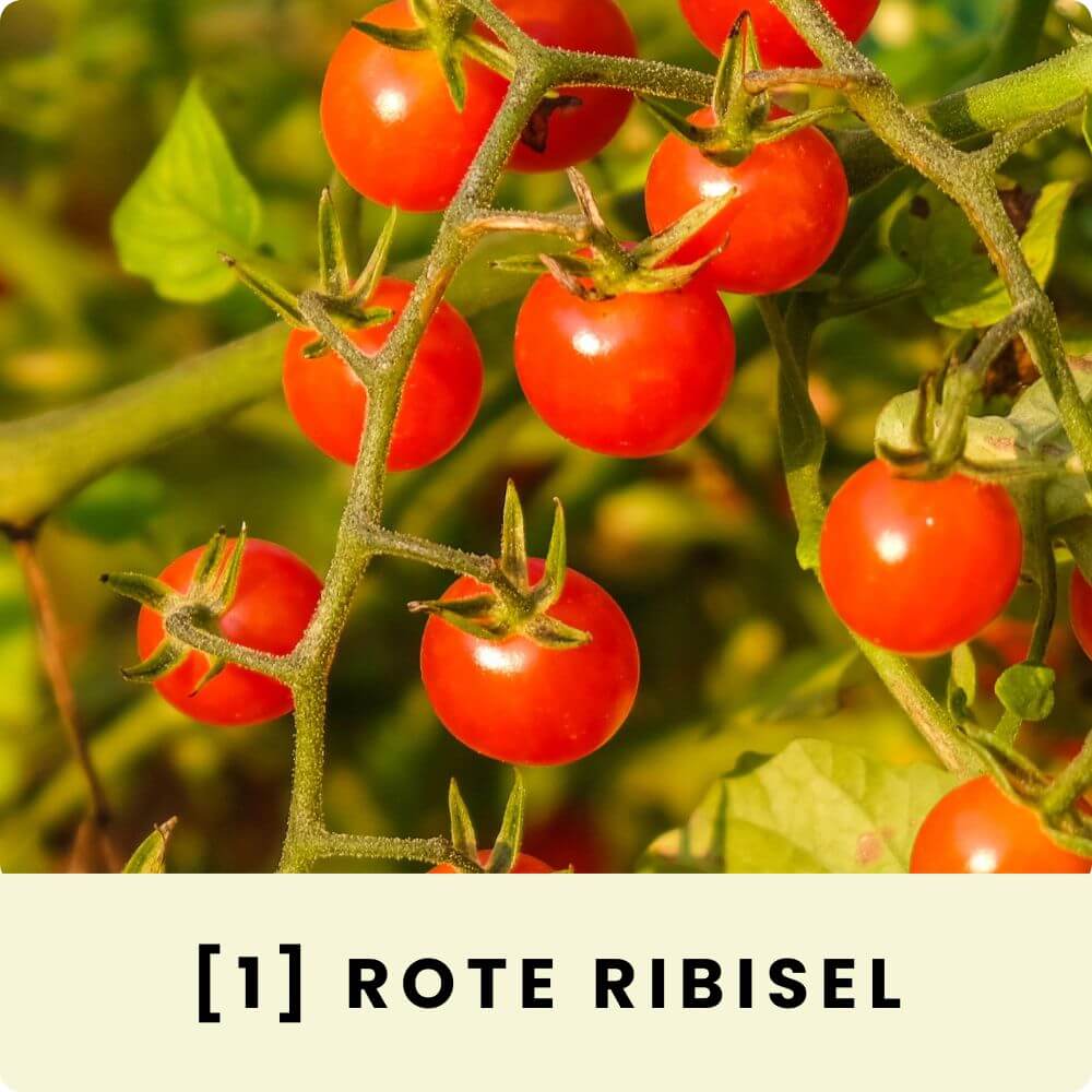 Foto mit der Wildtomate Rote Ribisel, die kleine rote Früchte trägt