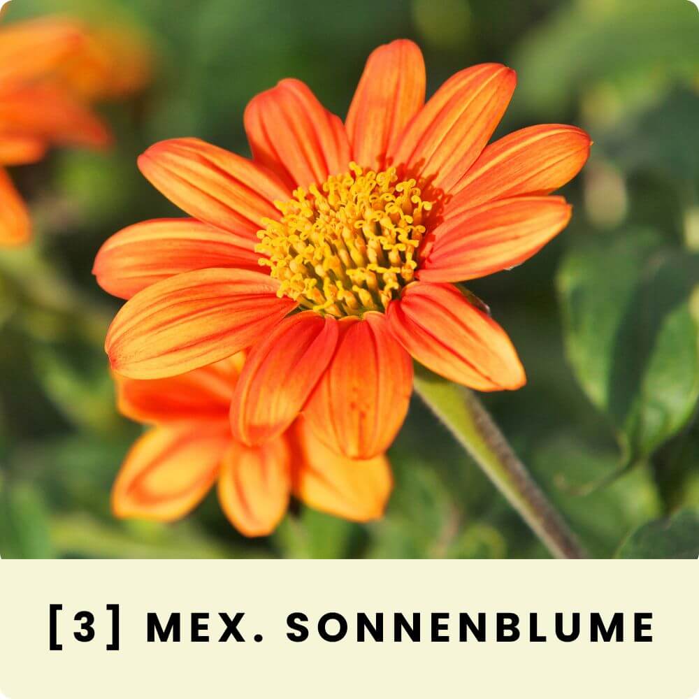 Foto von einer blühenden Mexikanischen Sonnenblume Torch