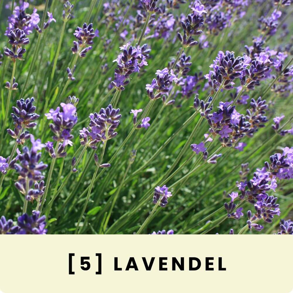 Foto von einem blau blühenden Lavendelfeld