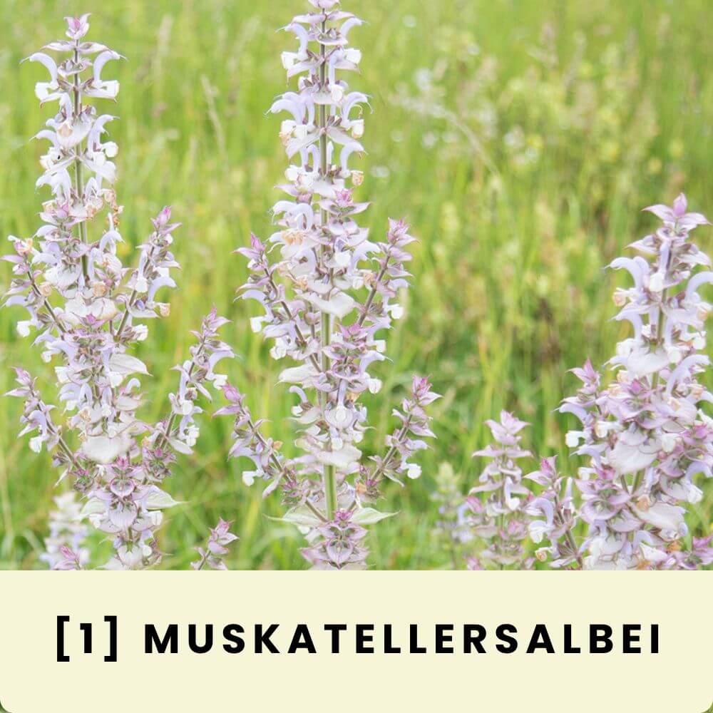 Foto eines blühenden Muskatellersalbeis