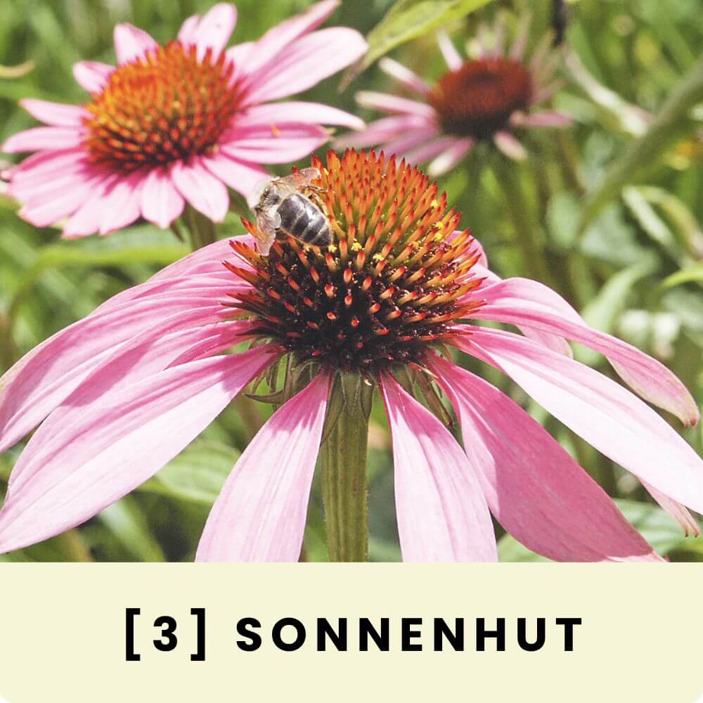 Foto einer Blüte des Roten Sonnenhuts