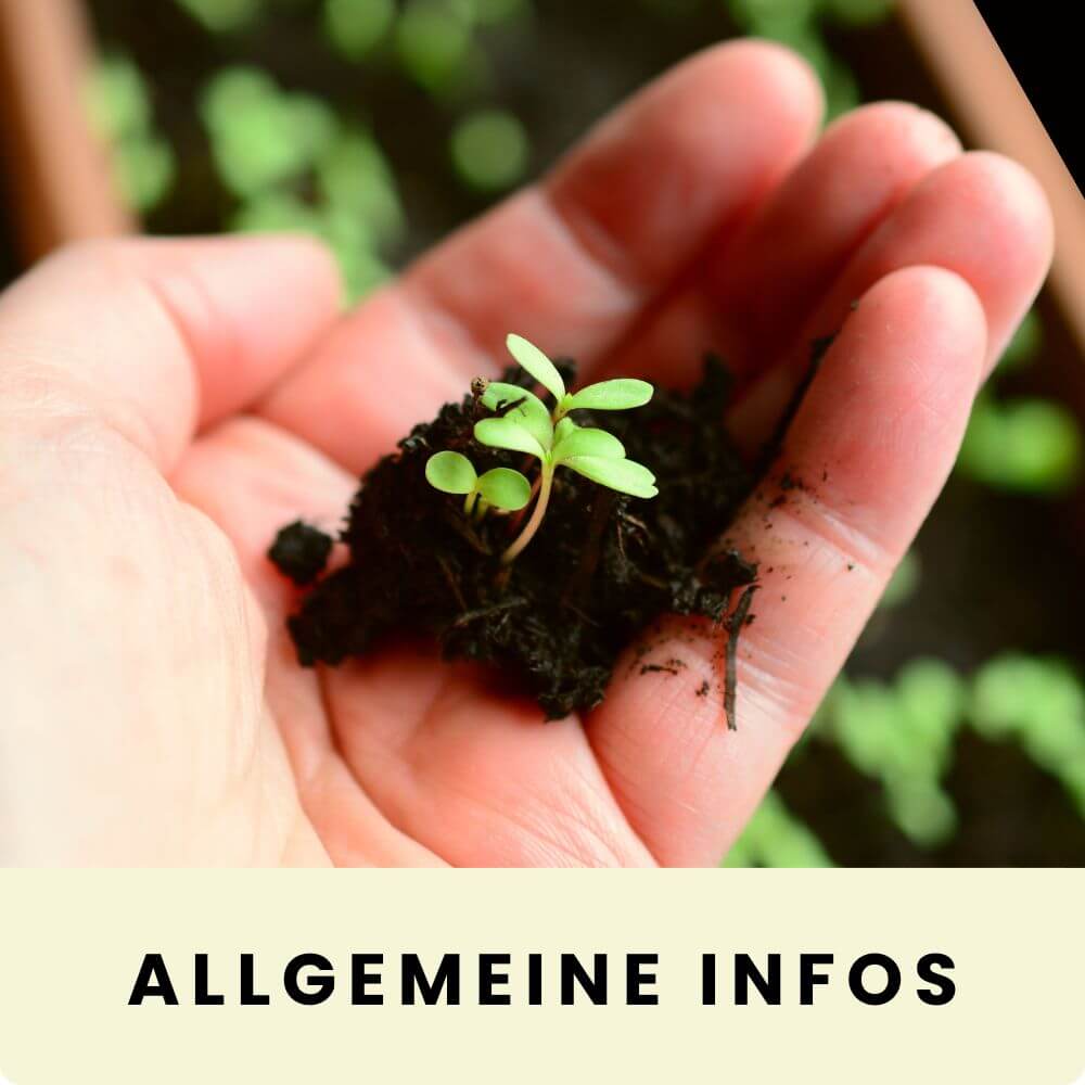 Foto einer Blaumeise auf einem Ast