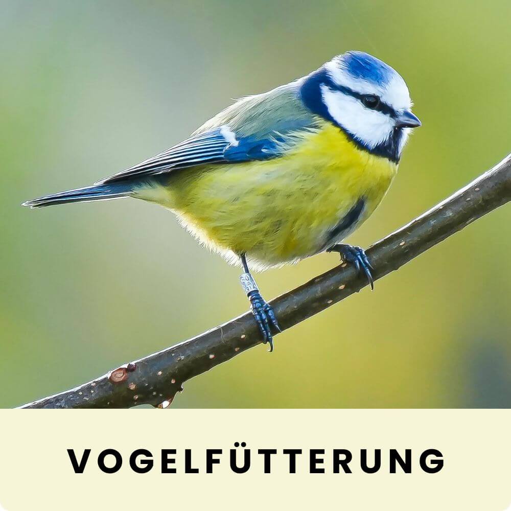 Foto einer Blaumeise auf einem Ast