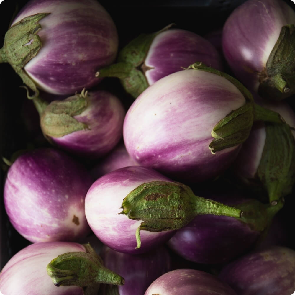 Bio Aubergine der alten Sorte Rotonda Bianca Sfumata di Rosa
