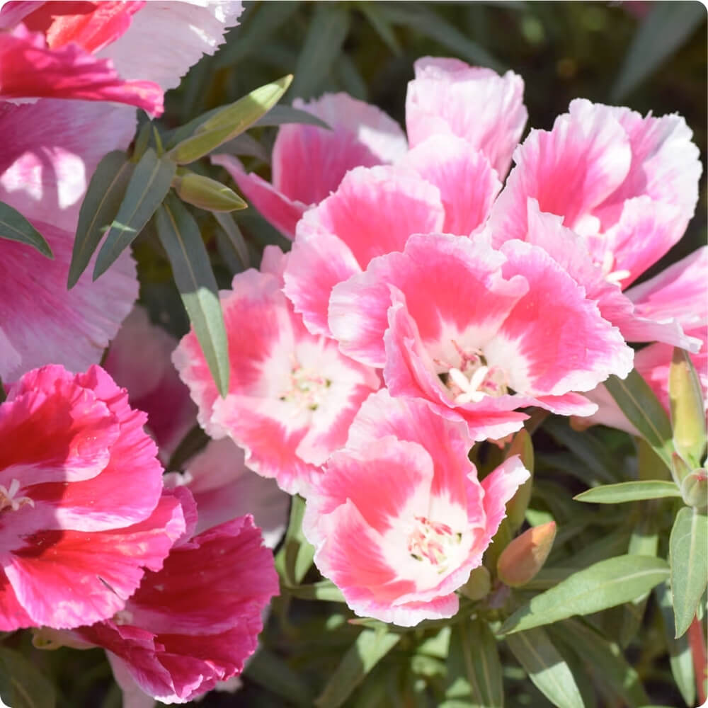 Bio Atlasblume der alten Sorte Azaleenschau