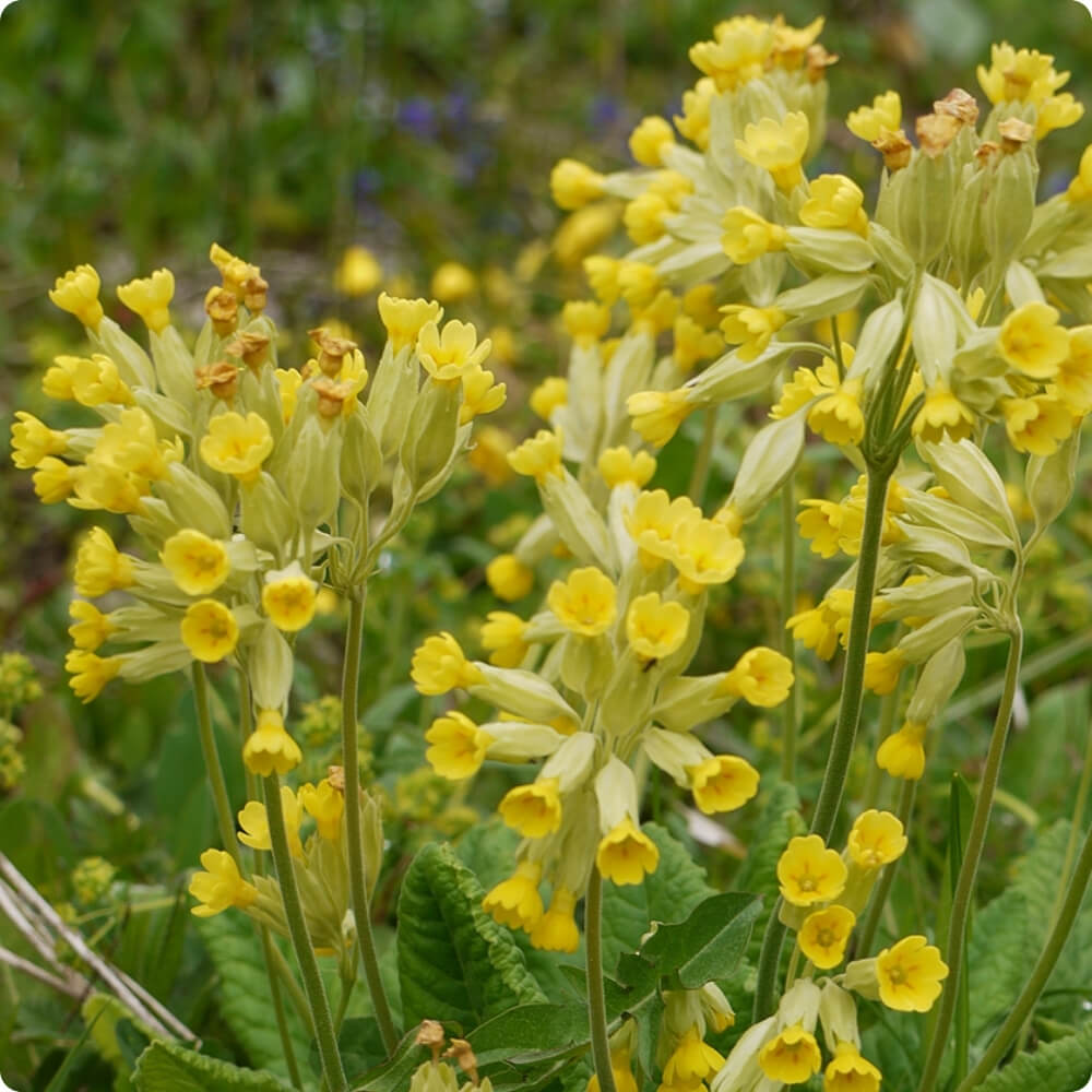 Bio Echte Schlüsselblume, alte Sorte