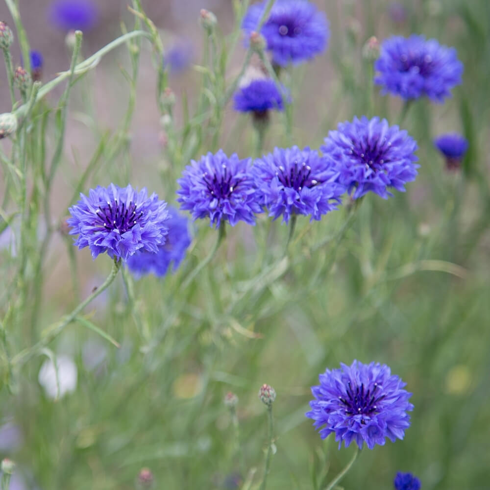Bio Kornblume der alten Sorte Blauer Junge