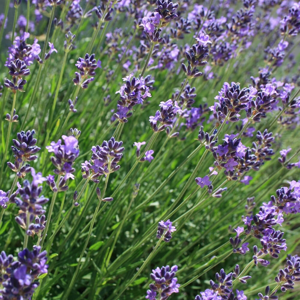 Bio Lavendel, alte Sorte