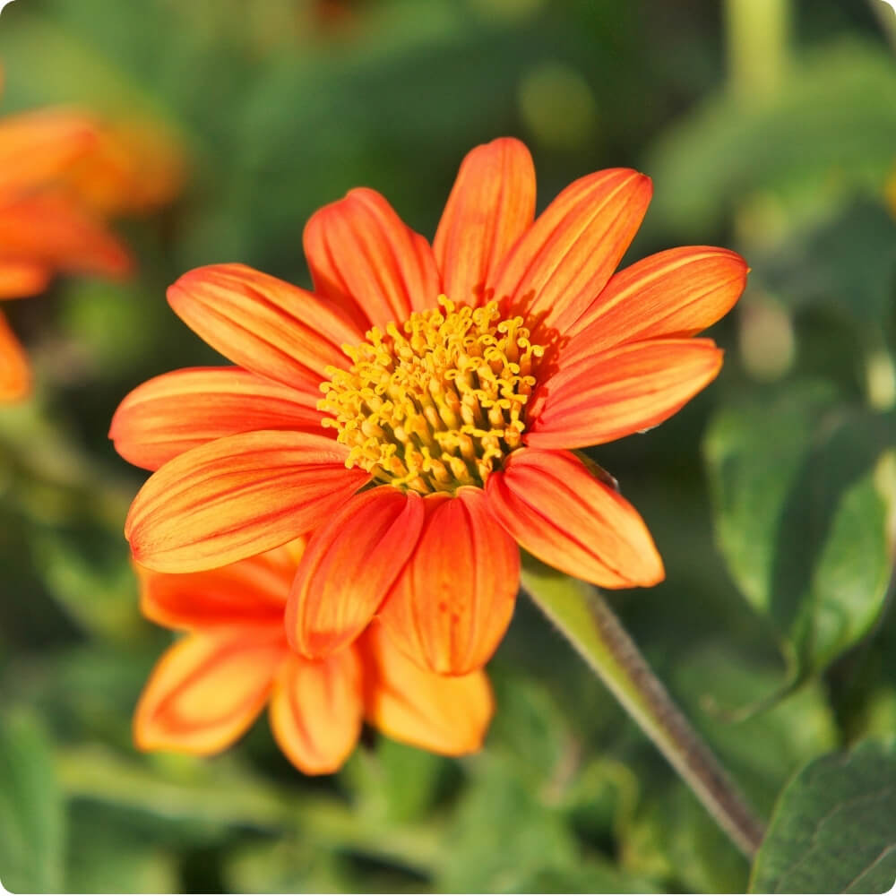 Bio Mexikanische Sonnenblume der alten Sorte Torch