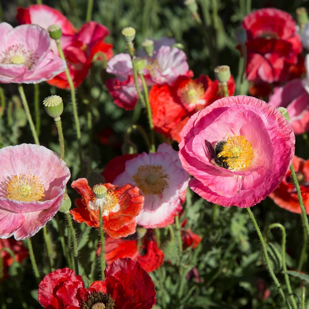 Bio Klatschmohn der alten Sorte Von Reconvilier