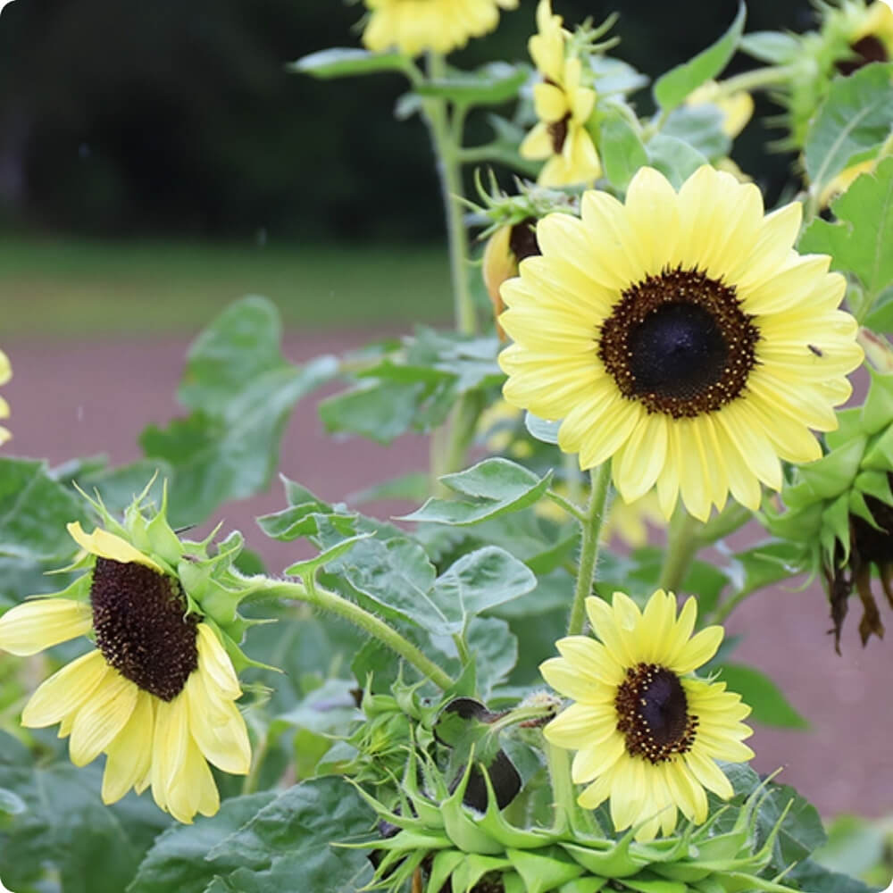 Bio Sonnenblume der alten Sorte Primrose