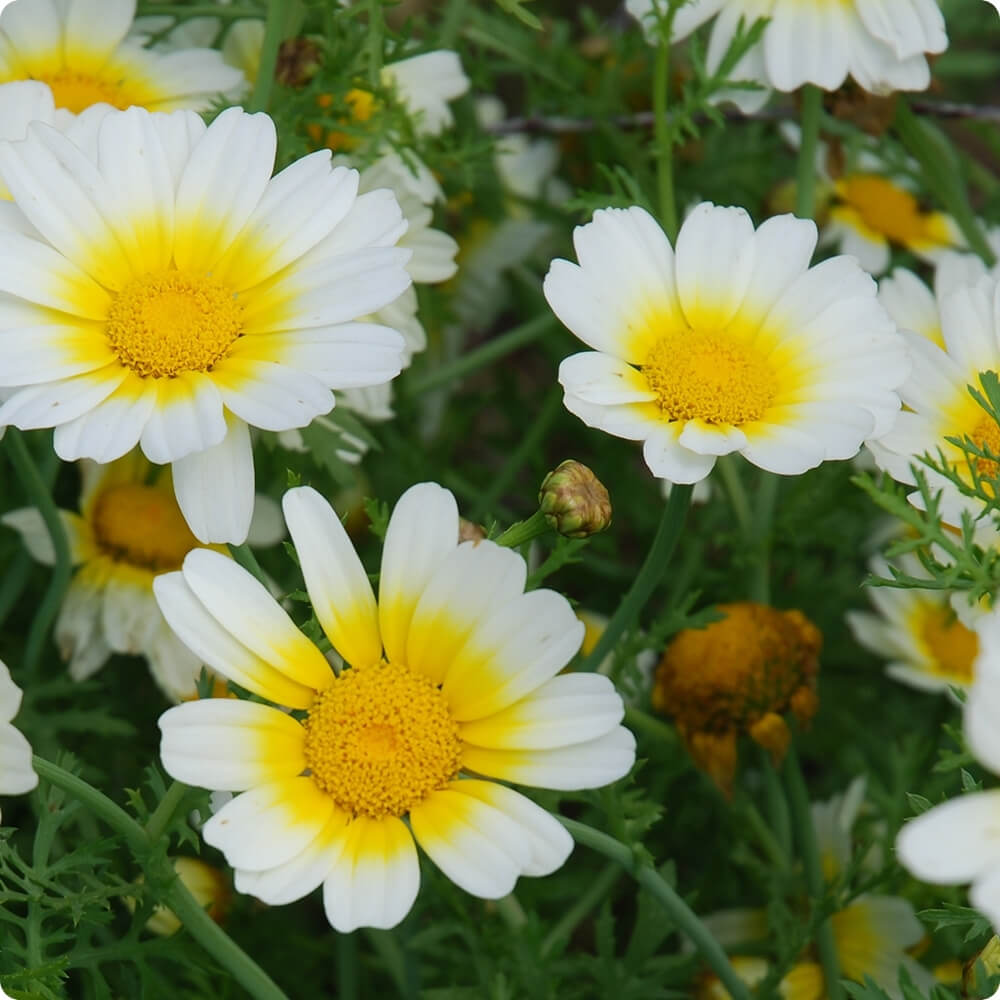 Bio Speisechrysantheme, alte Sorte