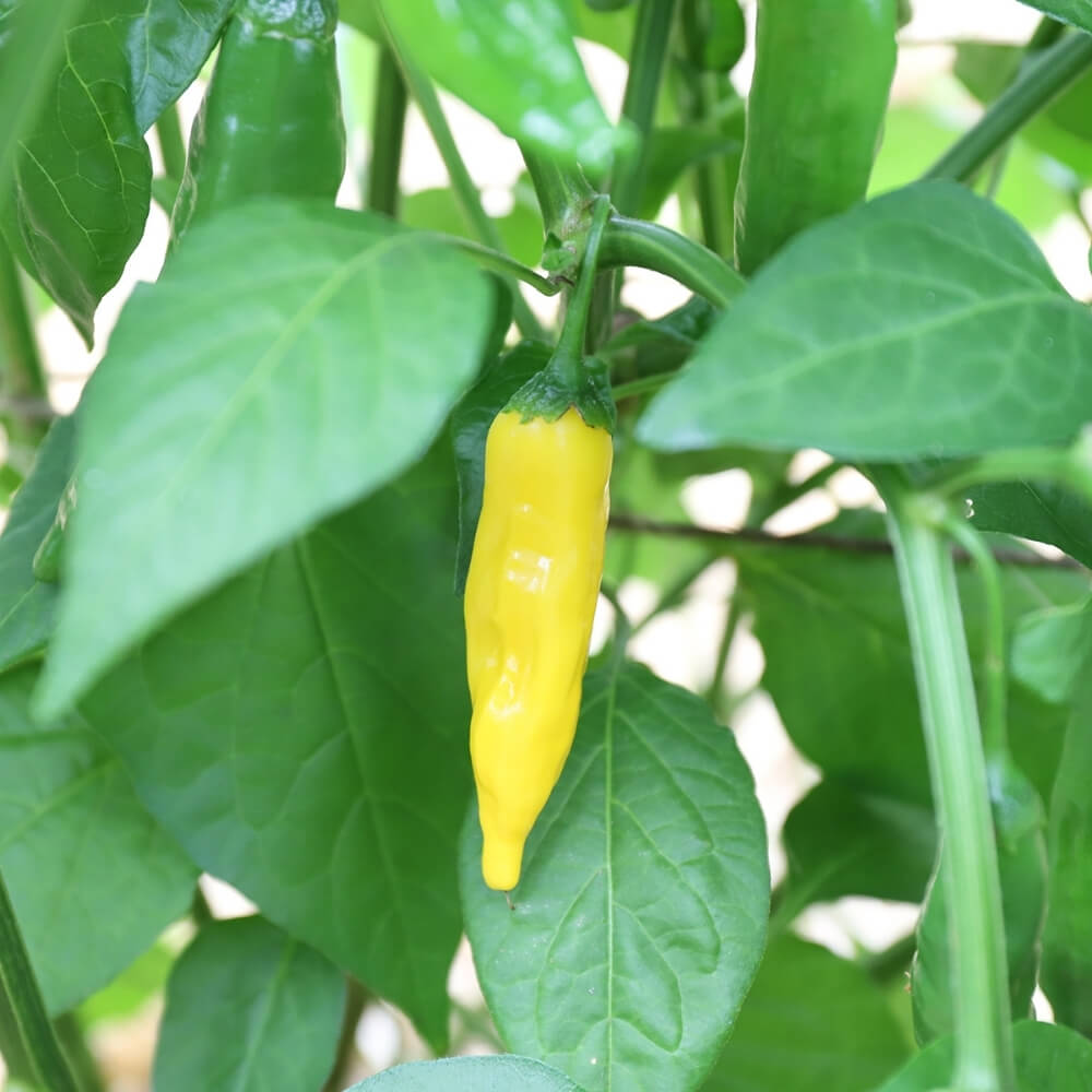 Bio Chili der alten Sorte Lemon Drop