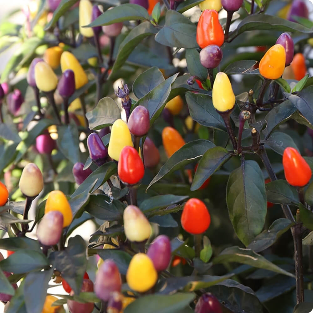 Bio Chili der alten Sorte Lila Luzi