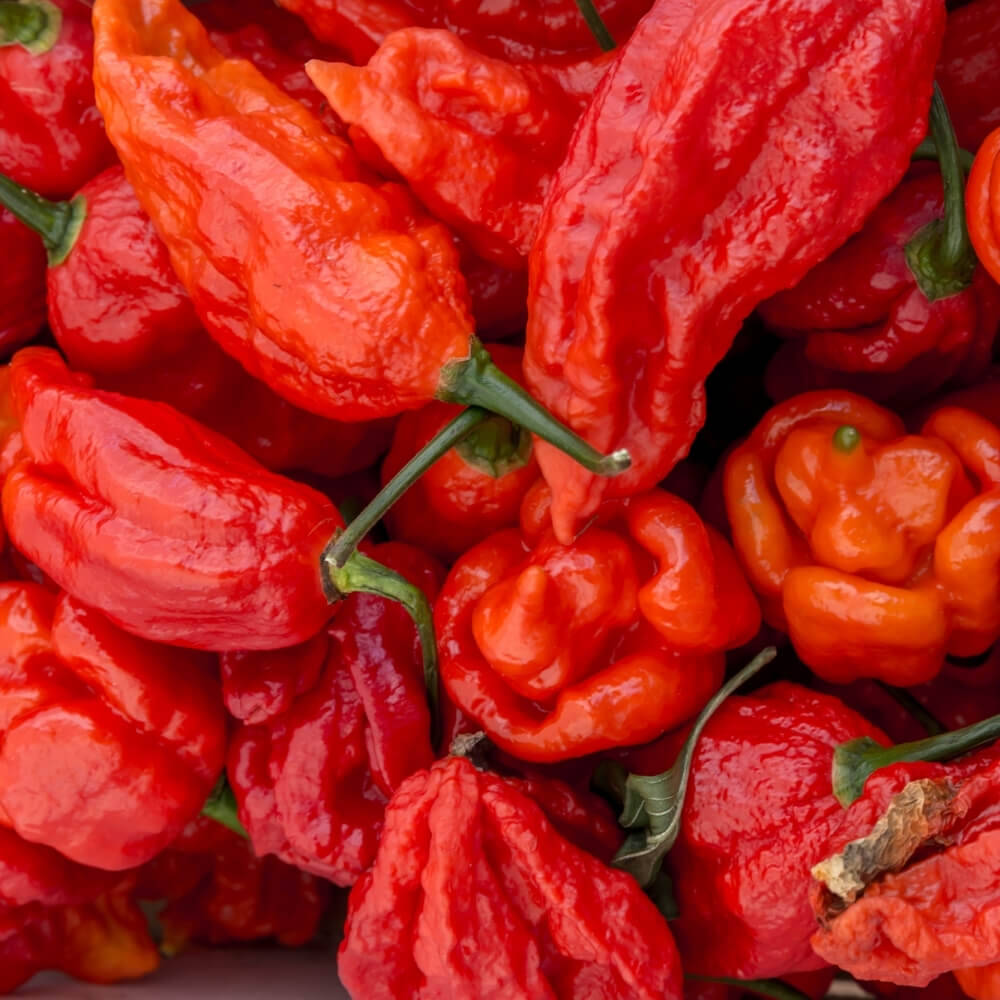Bio Chili der alten Sorte Rote Habanero