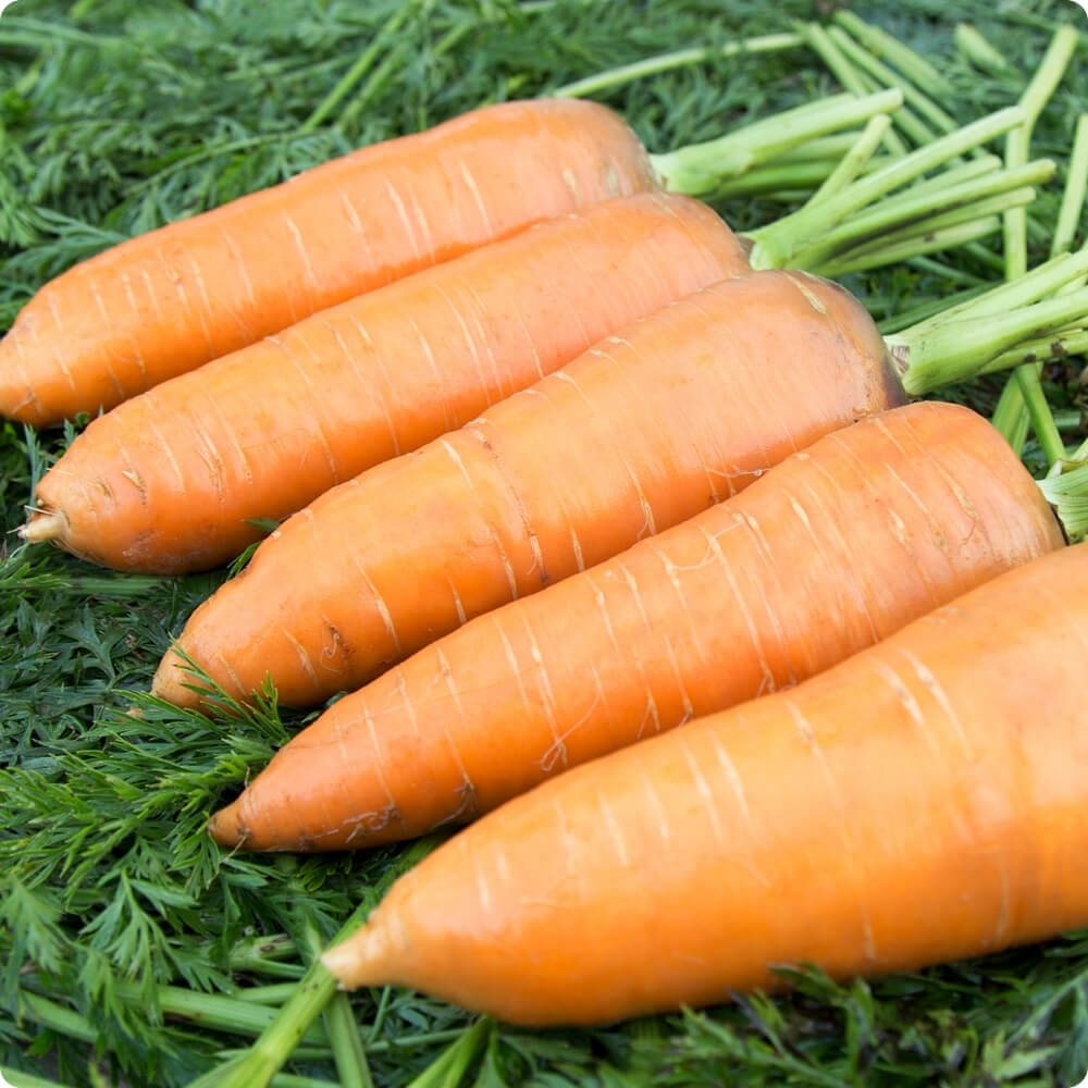 Bio Gelbe Rübe der alten Sorte Riesen von Colmar
