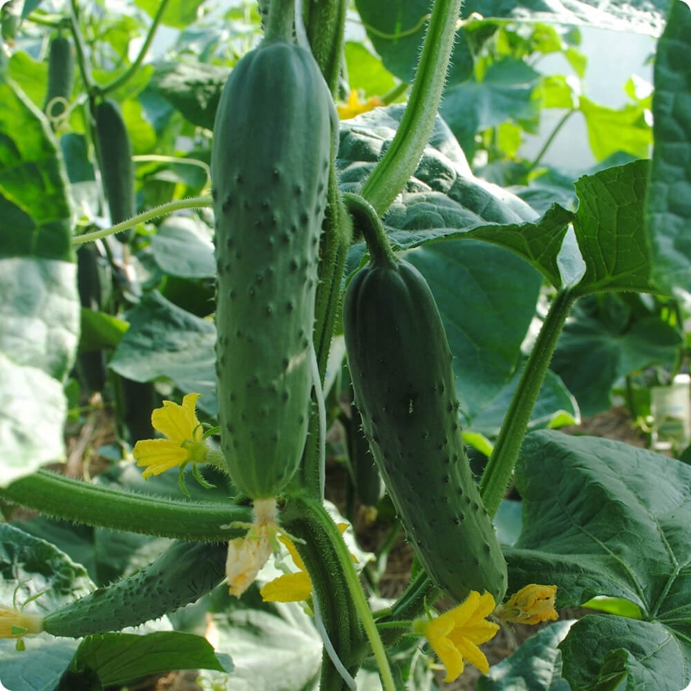 Bio Gurke der alten Sorte Marketmore