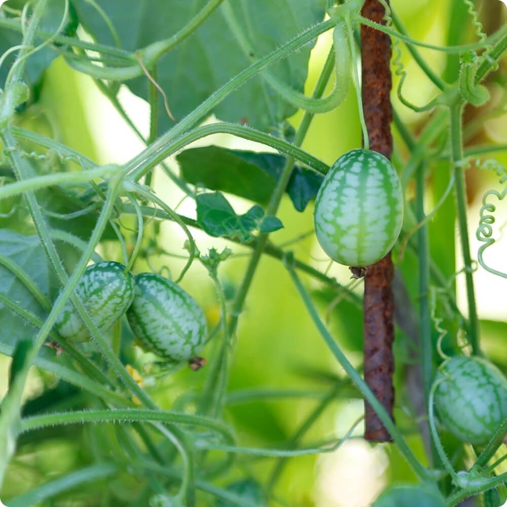 Bio Gurke der alten Sorte Melothria