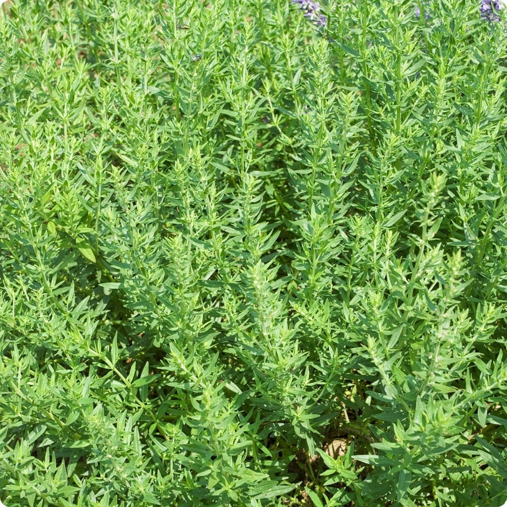 Bio Bohnenkraut, alte Sorte