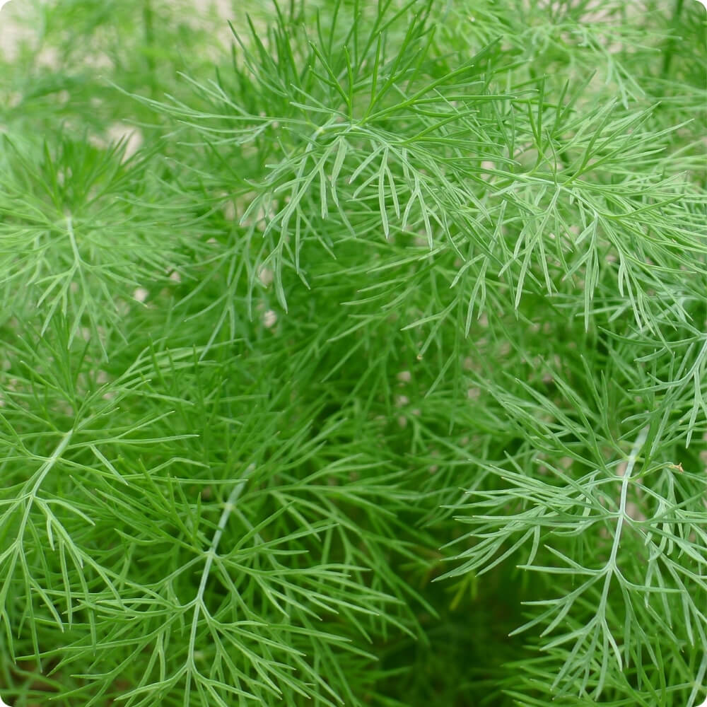 Bio Dill, alte Sorte