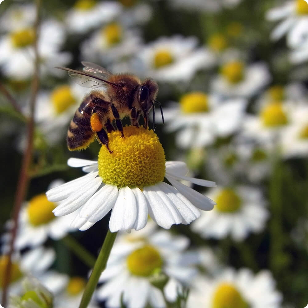 Bio Echte Kamille, alte Sorte