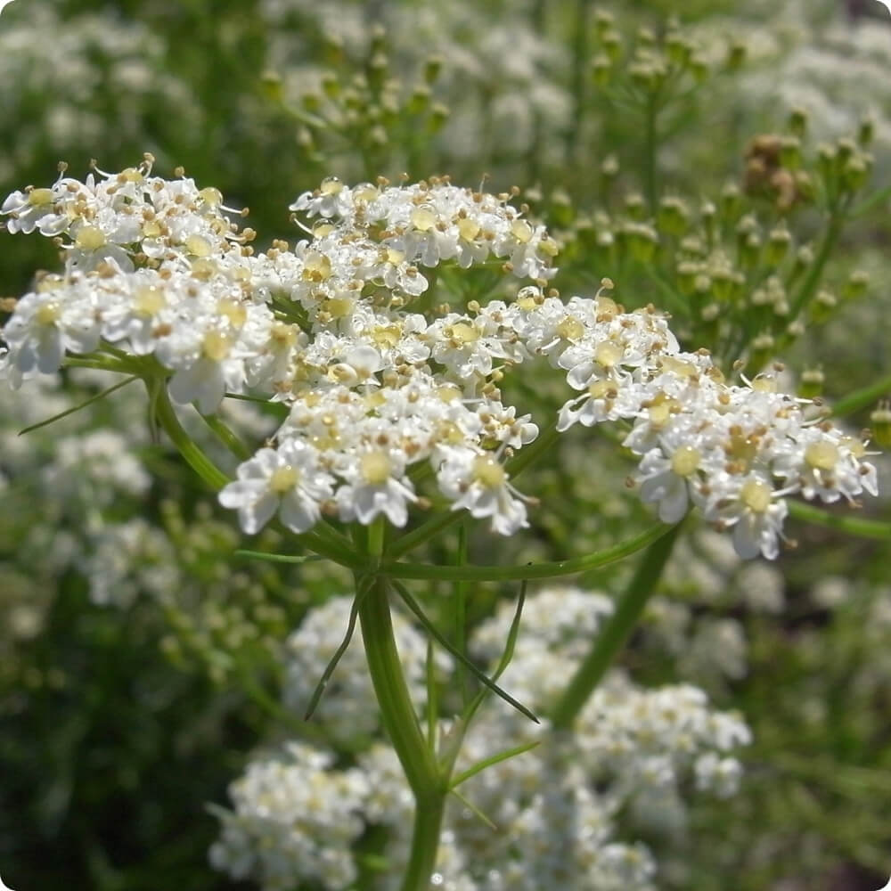 Bio Kümmel, alte Sorte