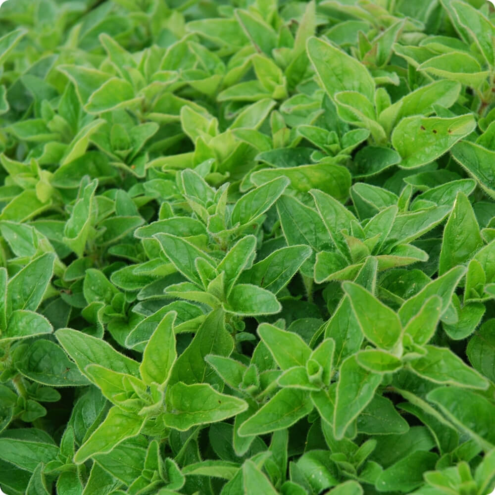 Bio Griechischer Oregano, alte Sorte