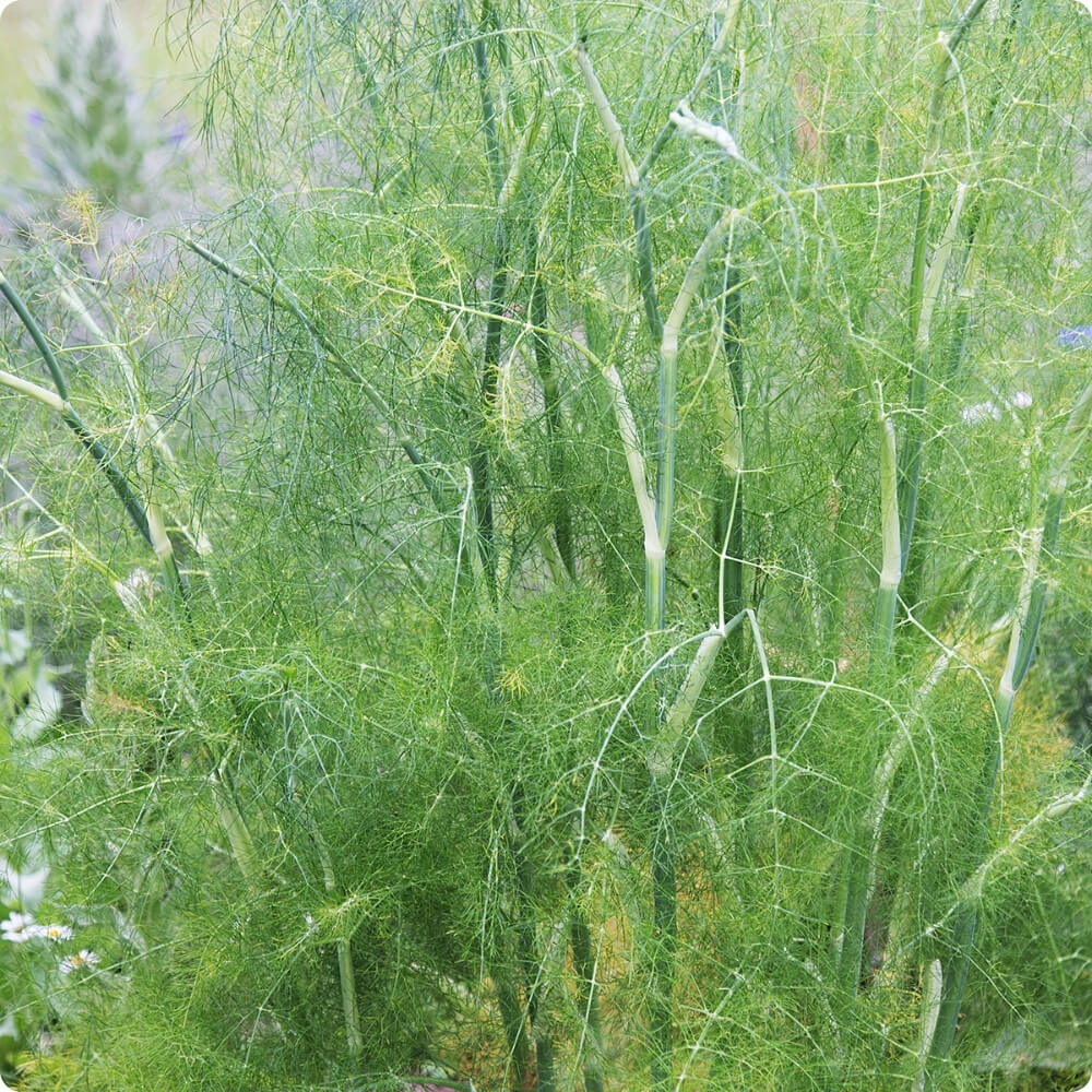 Bio Teefenchel, alte Sorte