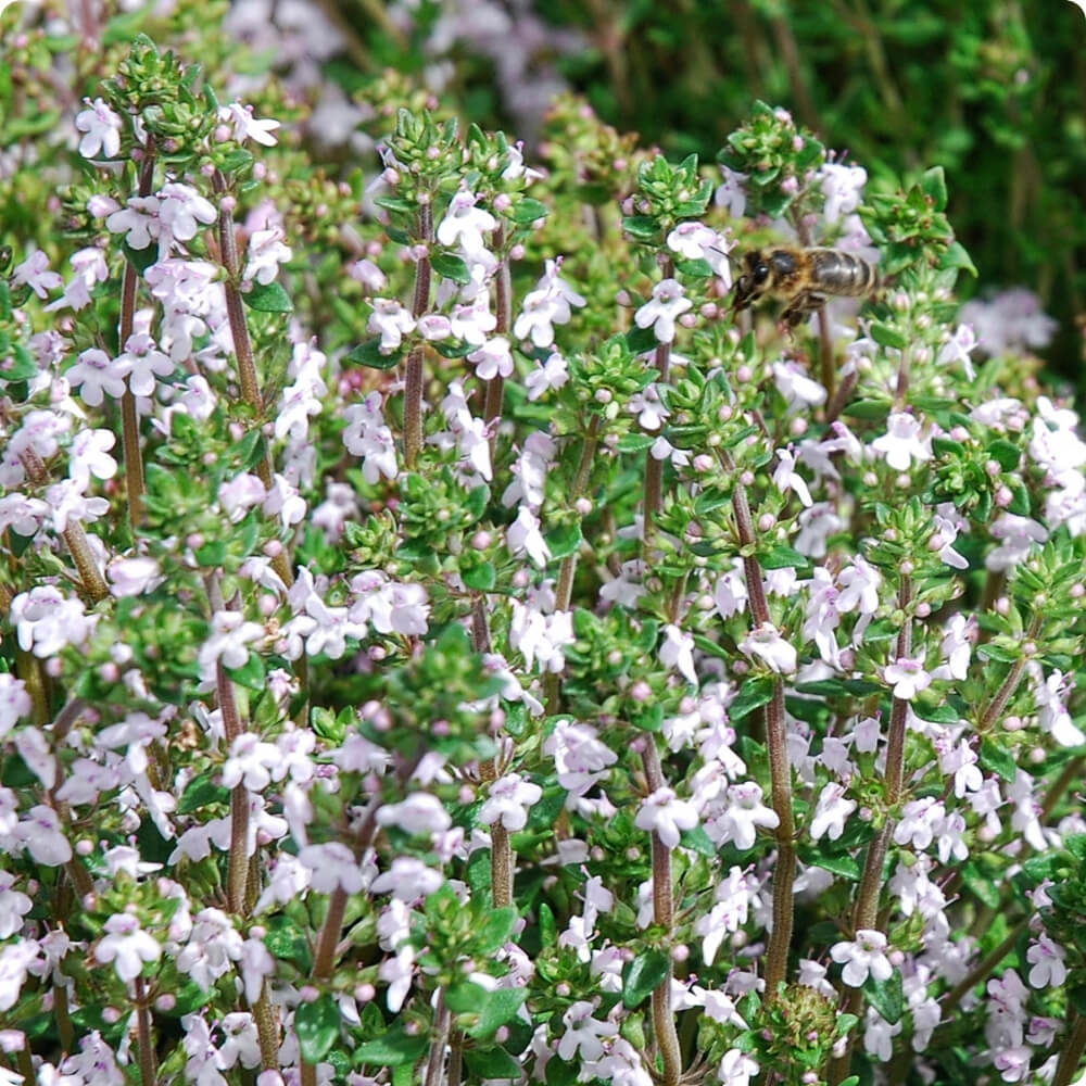 Bio Thymian der alten Sorte Deutscher Winter
