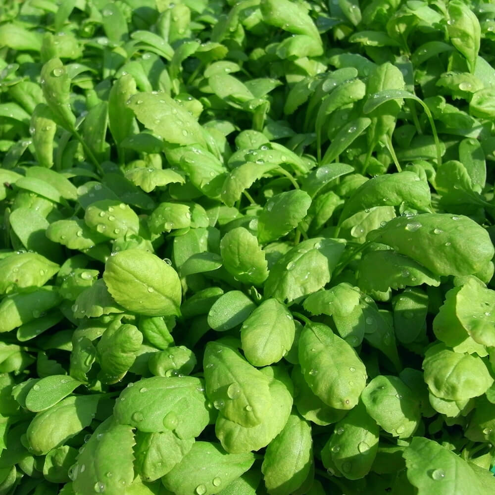 Bio Grossblättrige Gartenkresse, alte Sorte