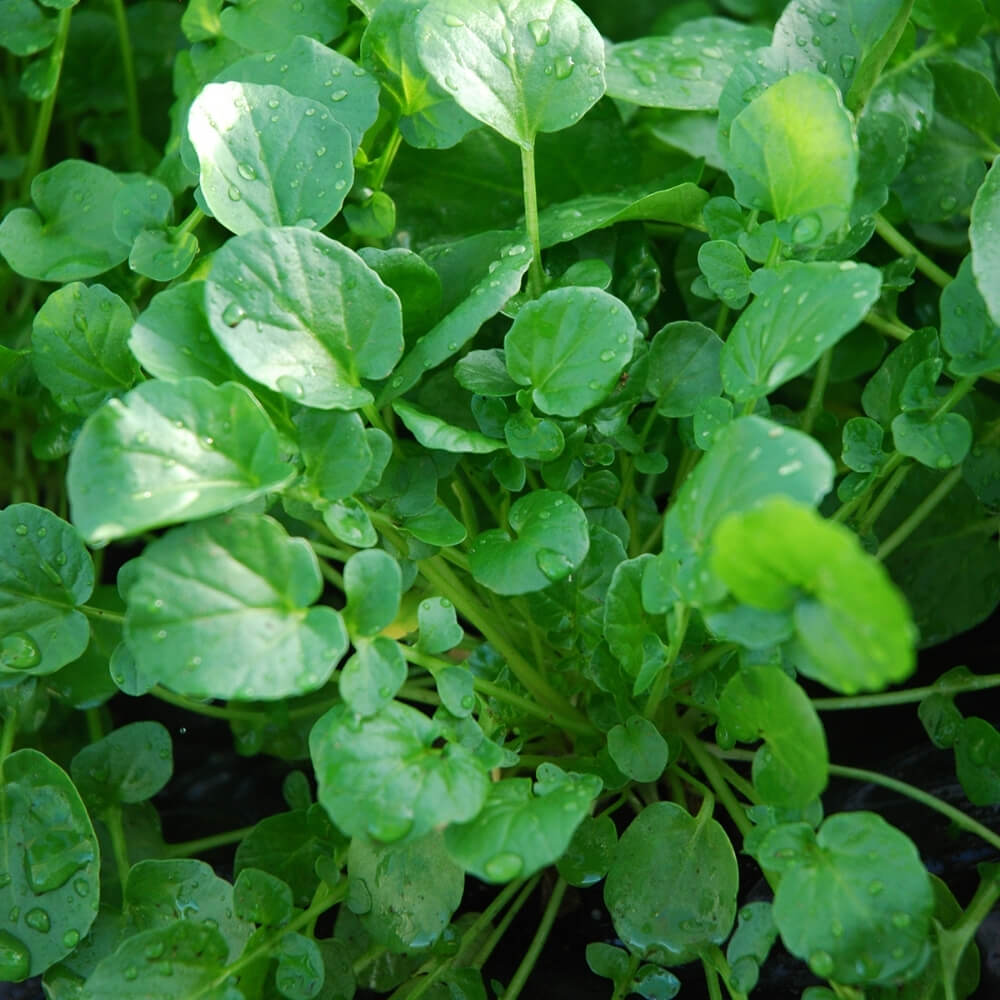 Bio Winterkresse, alte Sorte
