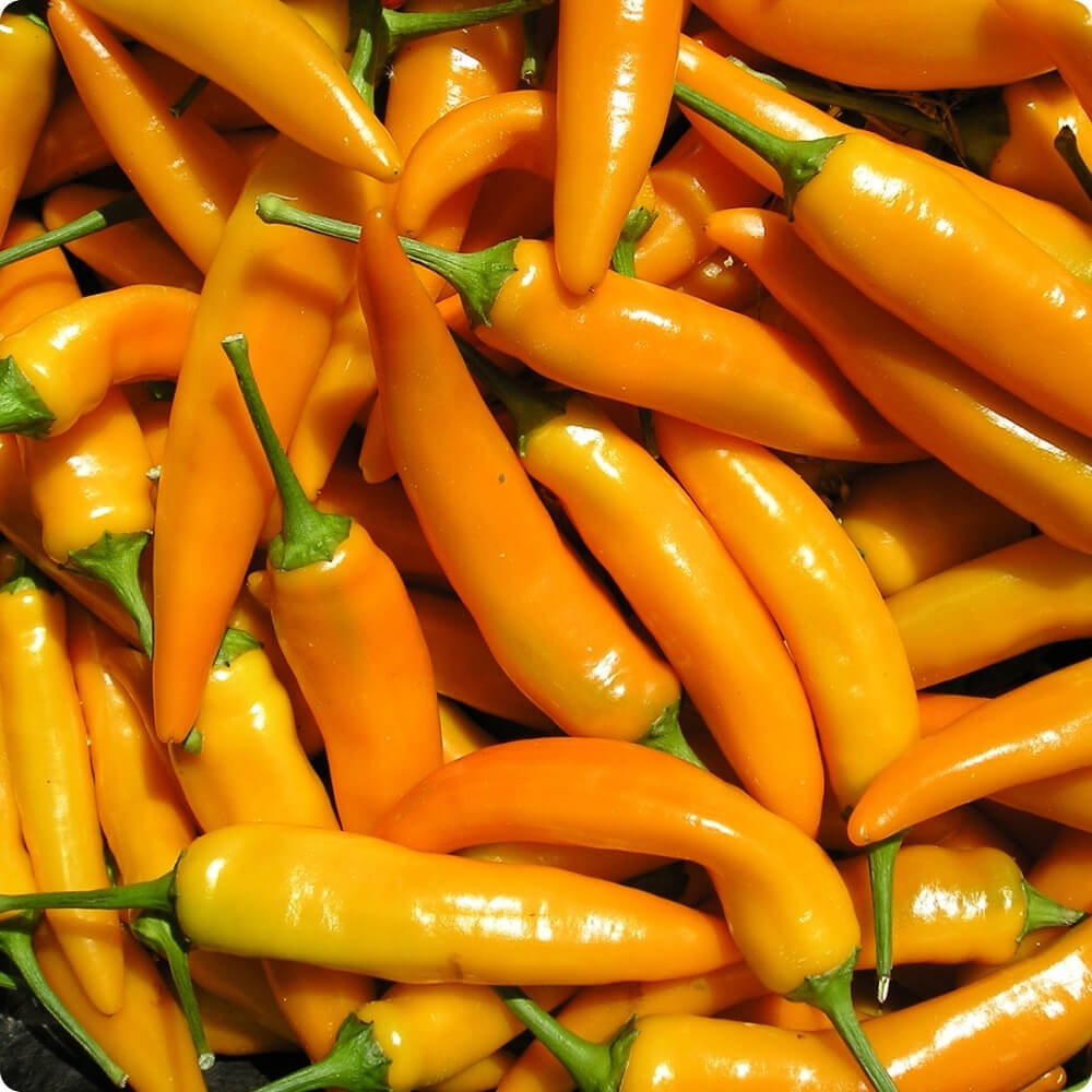 Bio Paprika der alten Sorte Tequila Sunrise