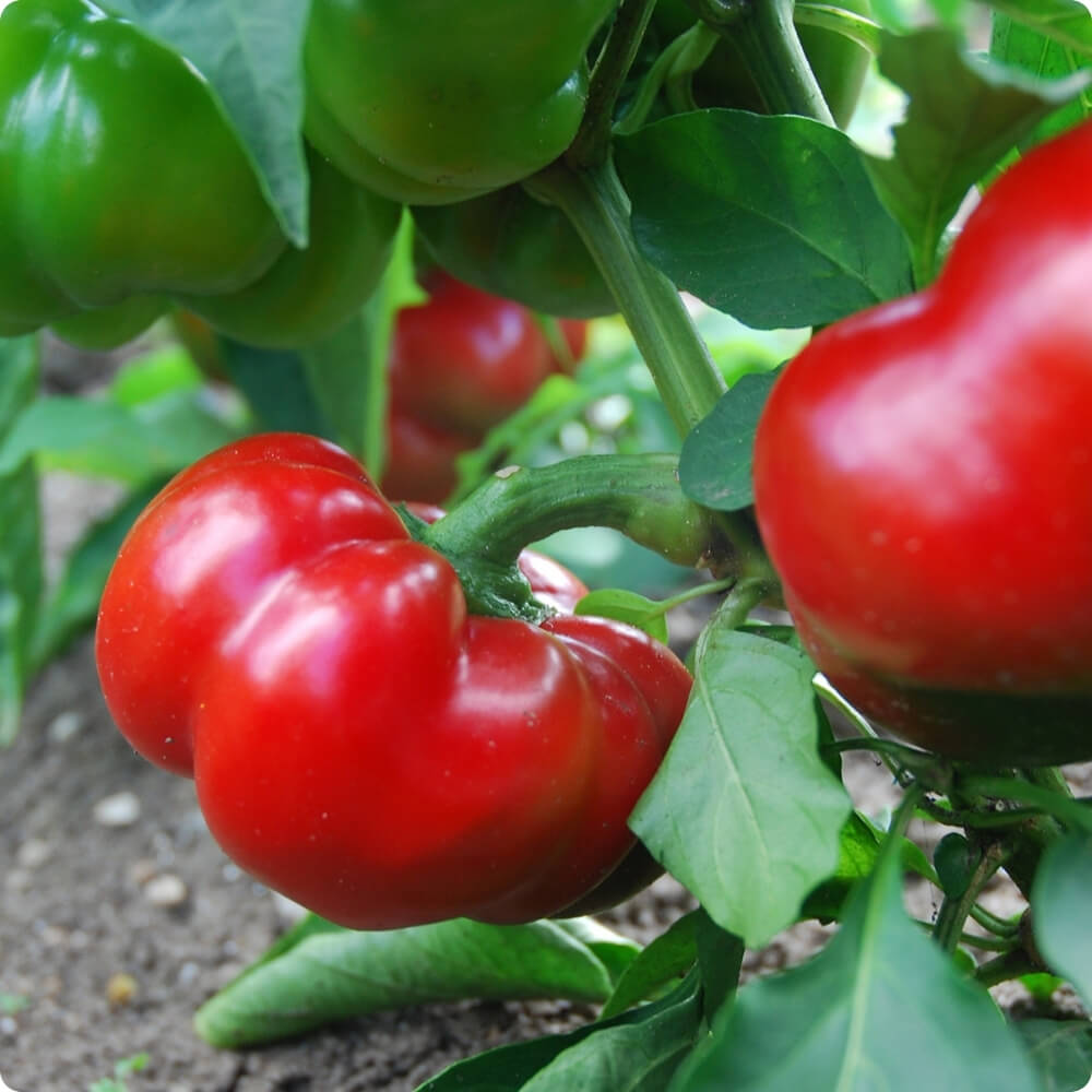 Bio Paprika der alten Sorte Tomatenpaprika