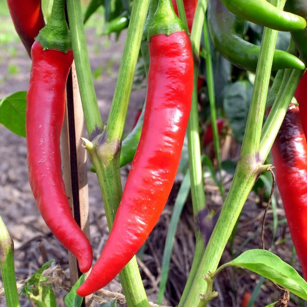 Bio Peperoni der alten Sorte De Cayenne