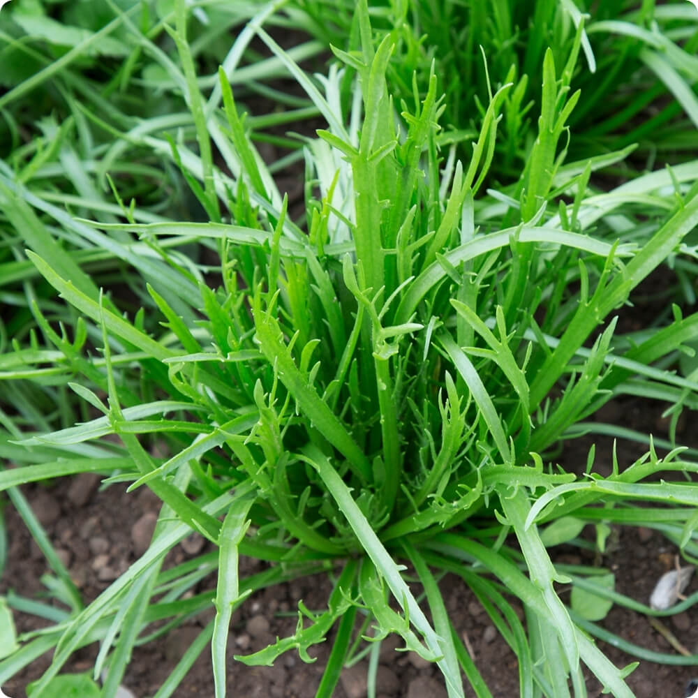 Bio Hirschhornsalat, alte Sorte