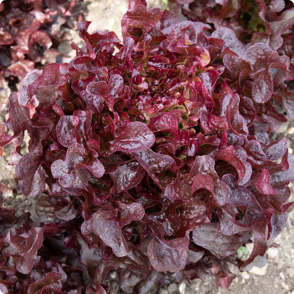 Bio Pflücksalat der alten Sorte Pumukel