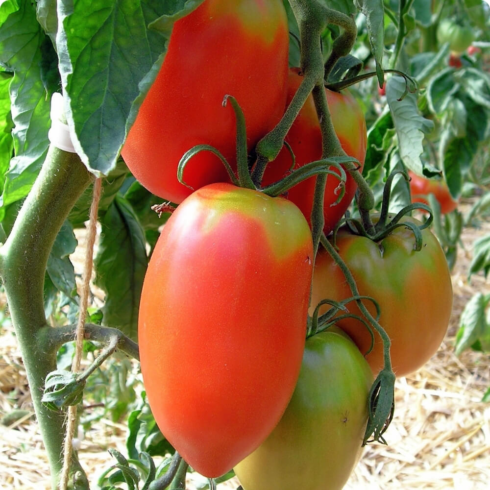 Bio Tomate der alten Sorte Amish Pasta