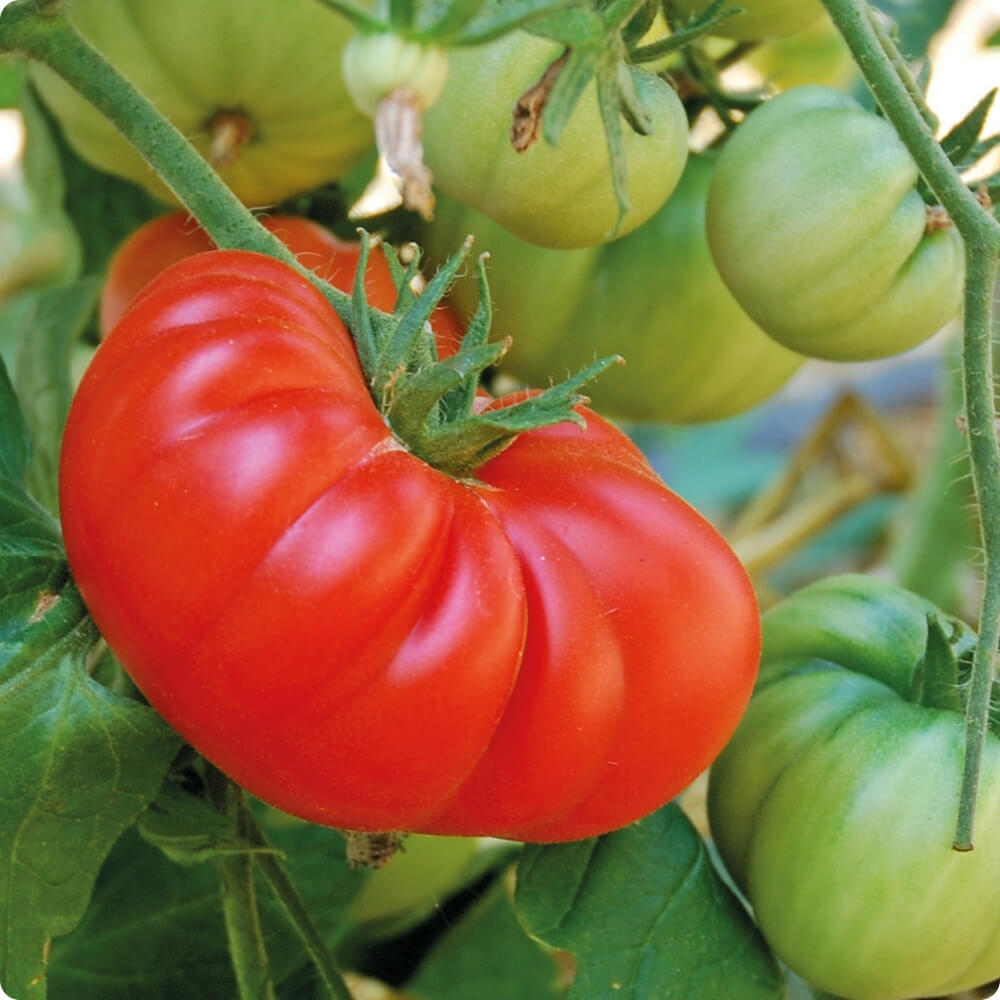 Bio Tomate der alten Sorte Brandywine