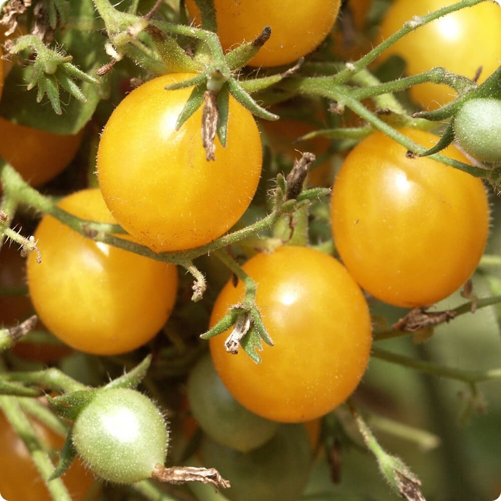 Bio Tomate der alten Sorte Gelbe Cherry