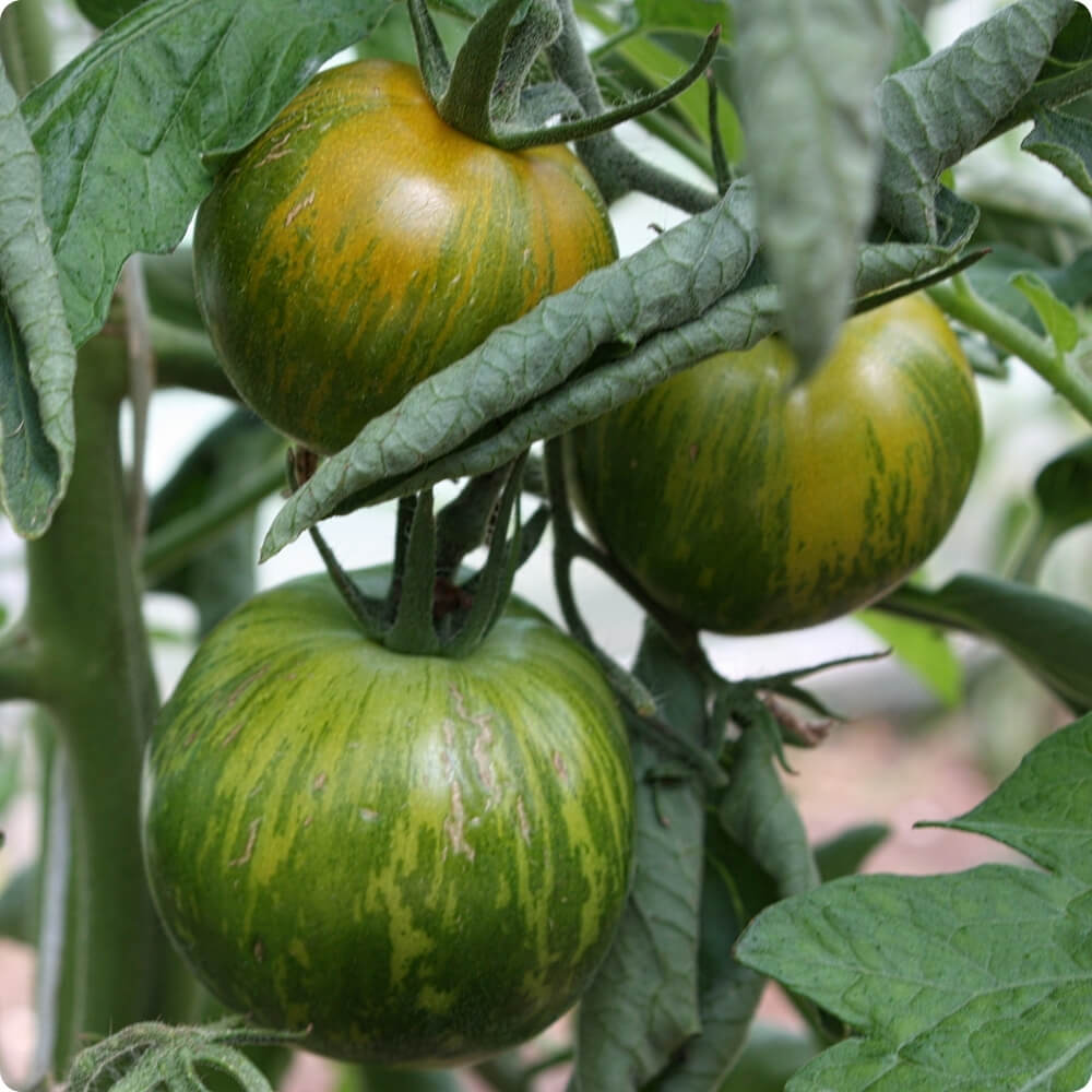 Bio Tomate der alten Sorte Green Zebra