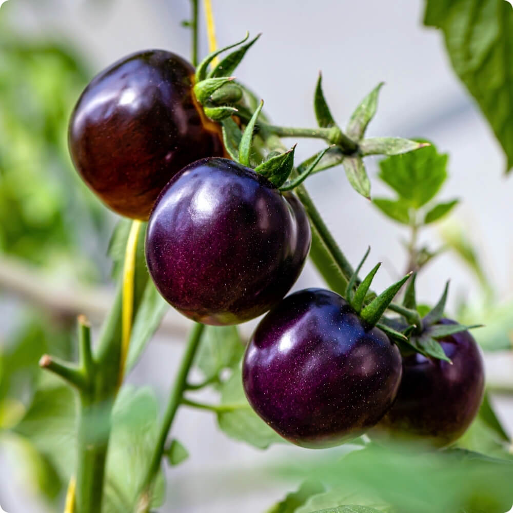 Bio Tomate der alten Sorte Indigo Rose