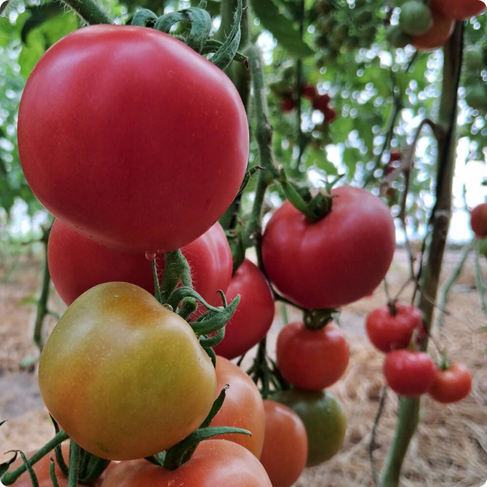 Bio Tomate der alten Sorte Moneymoker