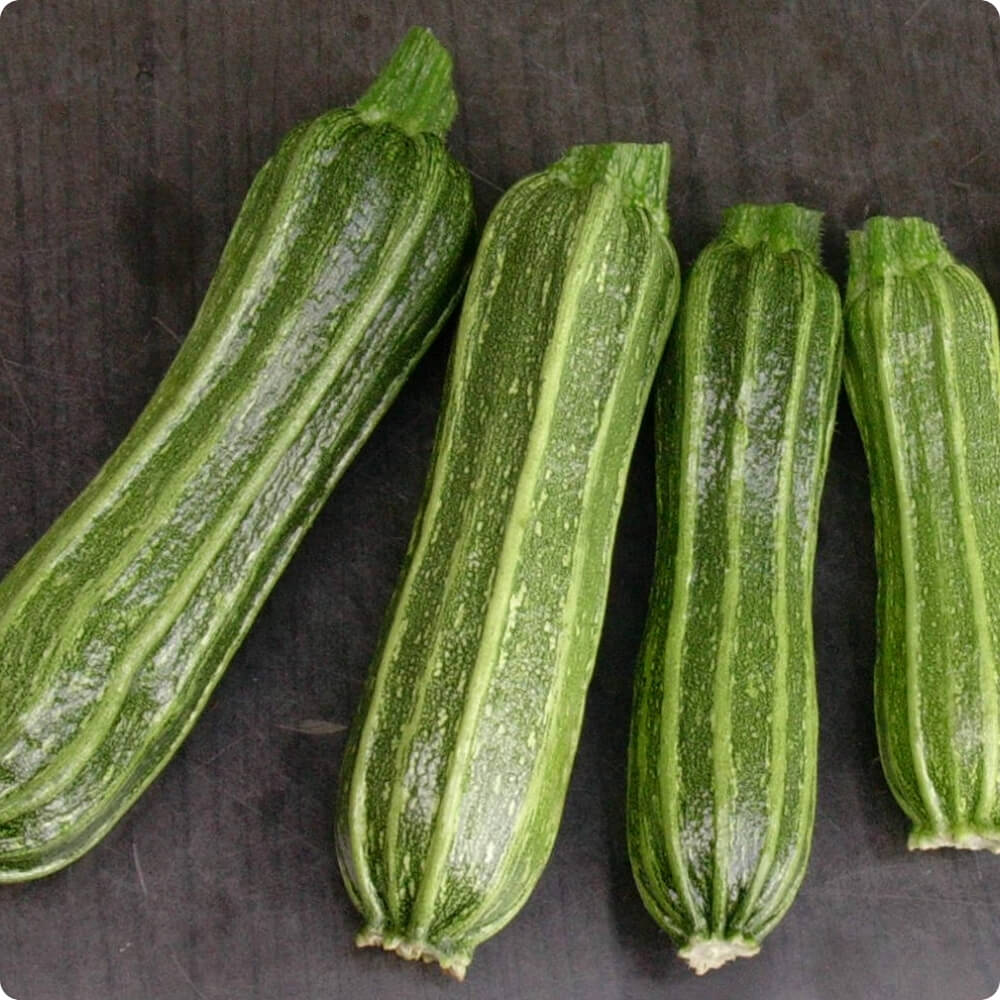 Bio Zucchini der alten Sorte Costates Romanesco
