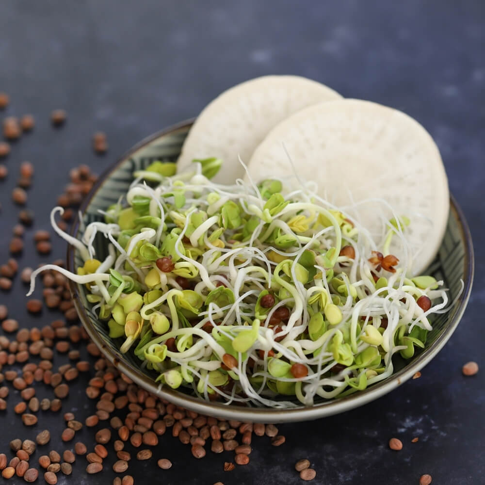 Bio Keimsprossen Daikon-Rettich